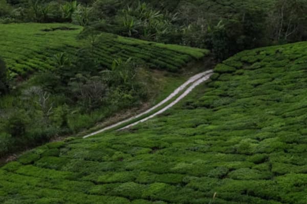 BOH Tea Plantation factory tour tea processing Cameron Highlands
